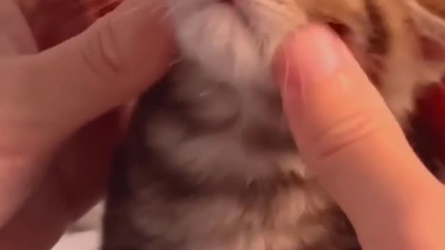 So cute cat/shortclip of beautiful cat/animal lover