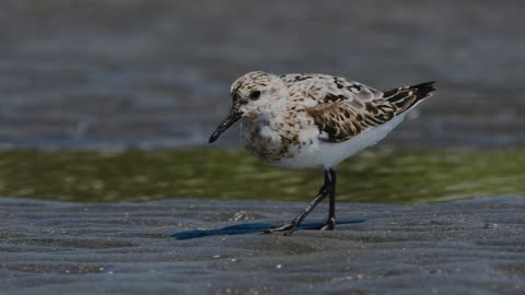 The Sanderling: Close Up HD Footage (Calidris alba)