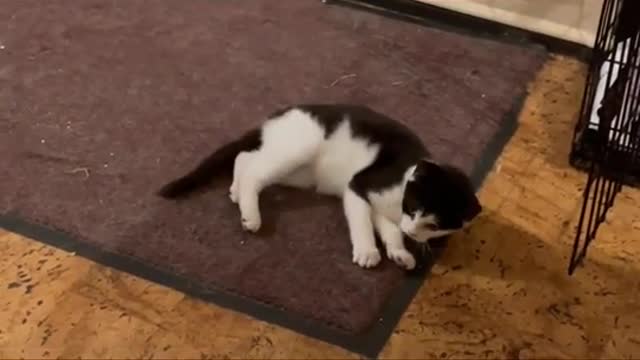 Funny Cats