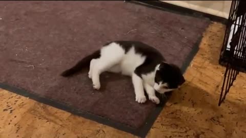 Funny Cats