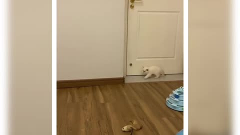 Cute cat playing with siblings ❤️