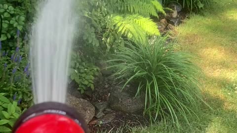 Furry Plant Bites At Water