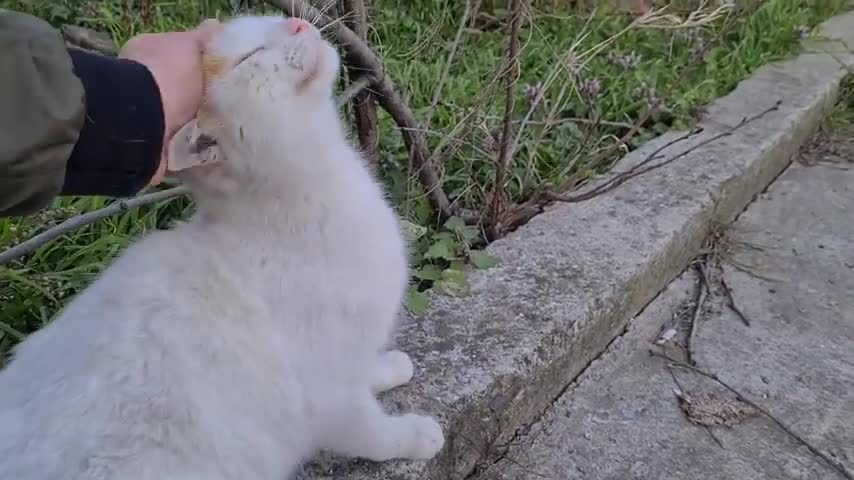 Male Cat wants to be with the Female Cat by force.