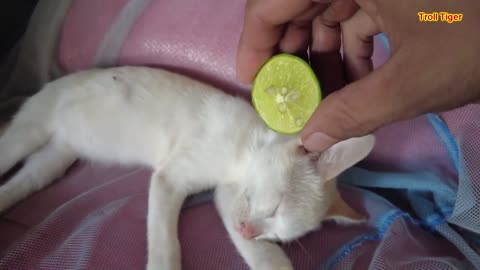 Pranking sleeping cute cat