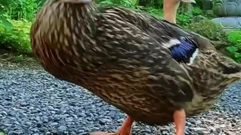 Naughty animals and funny