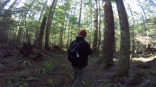 Stump shoot in the forest with a recurve bow