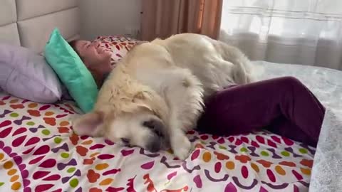 Golden Retriever demands attention from his human Mom