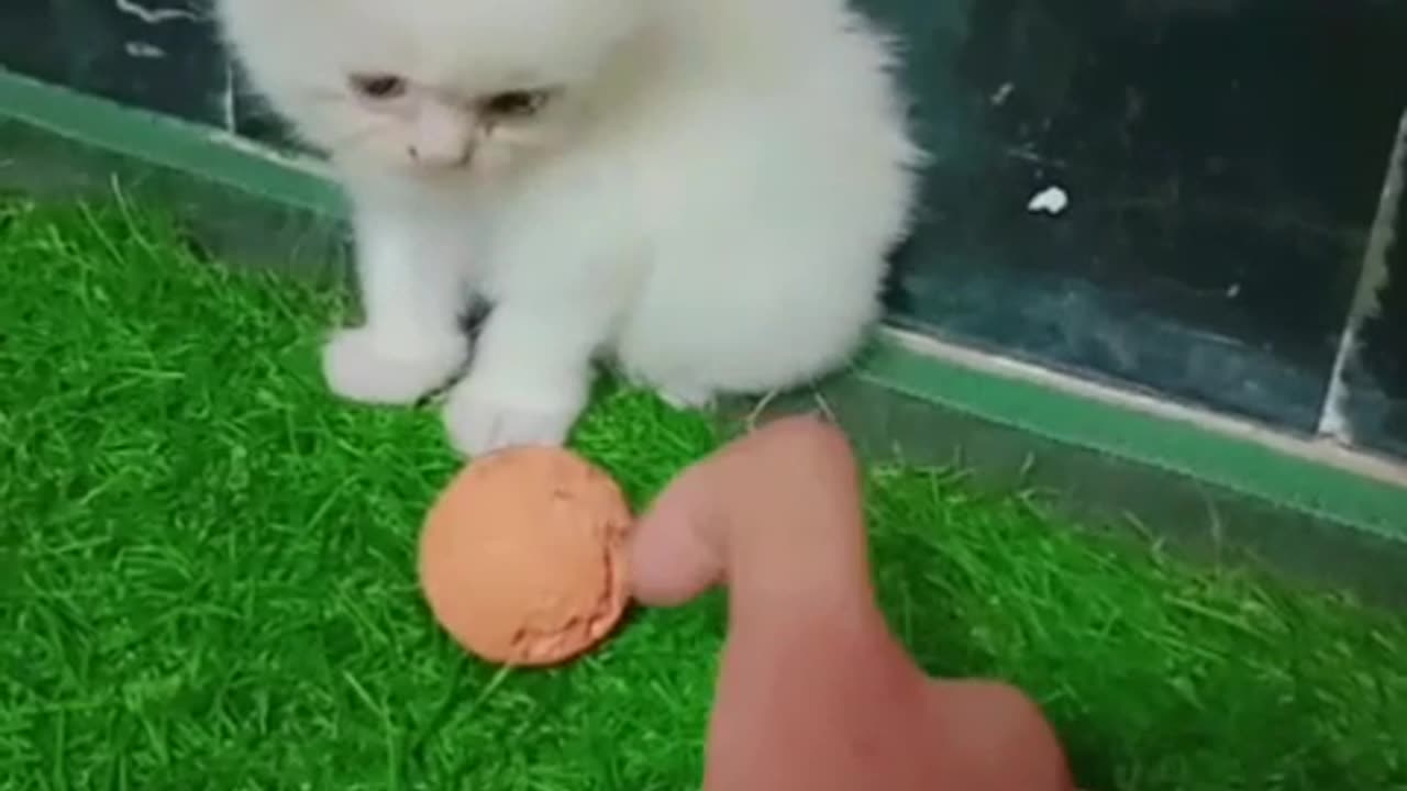 Cute cat