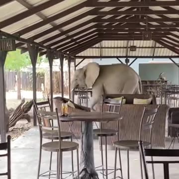 Elephants casually walk right through the middle of restaurant