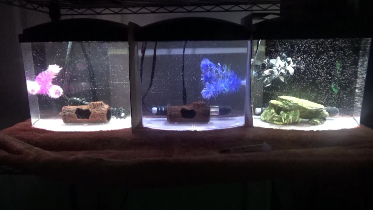 time to clean my rescue bettas tanks