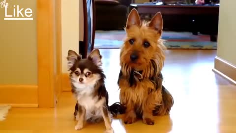 Funny Dog Compilation