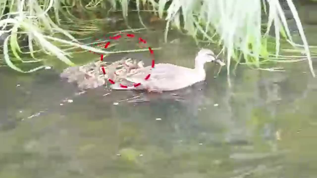 Mother saves baby from predators [duckling] catfish