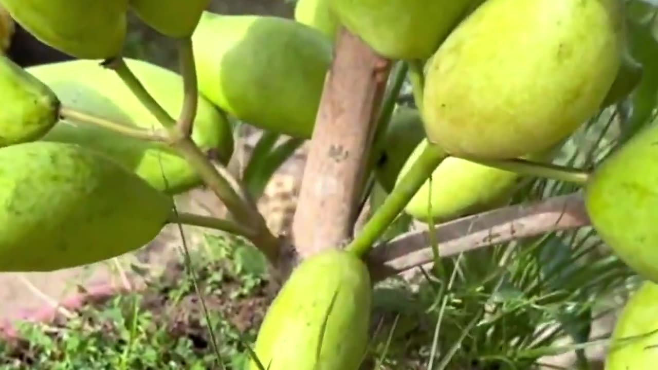 Grape mango tree! How to grow more mangoes with bananas