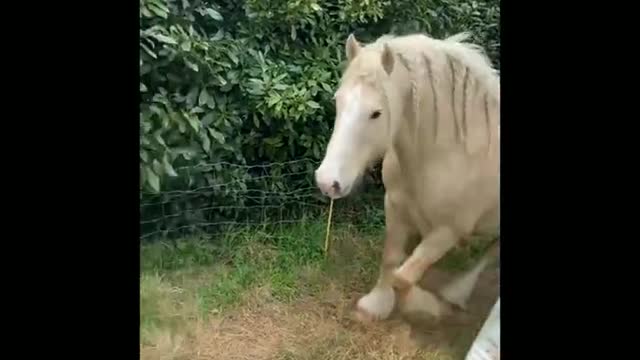 Funny and Cute Horse Videos That Will Change Your Mood For Good