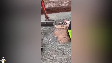 Videos I Found on Reddit