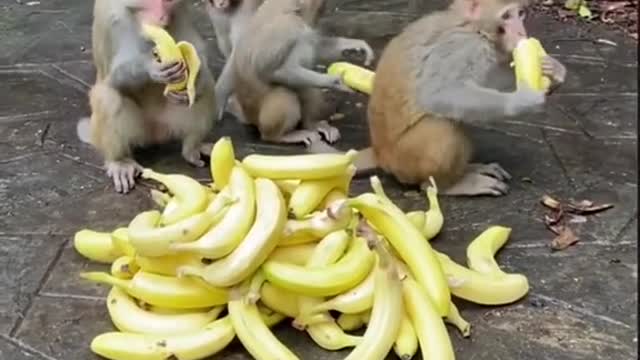 Banana feast funny monkey videos