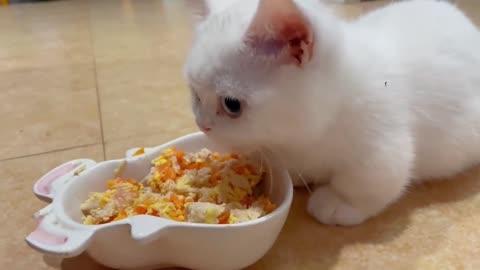 Is this a bunny