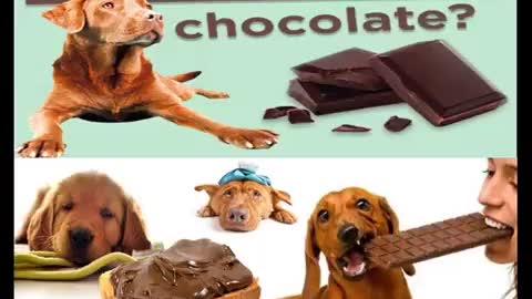 Dogs Caring Tips