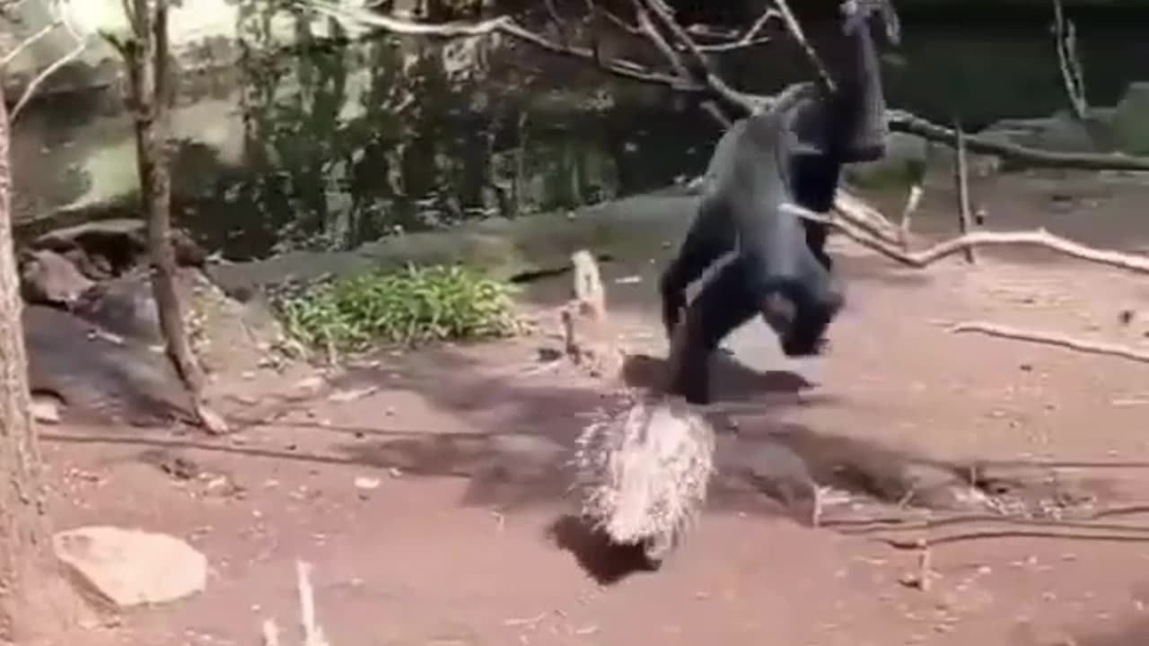 Funny video 🤣