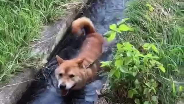 Clever Shiba Inu Finds The Perfect Place To Cool Off