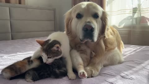 Golden Retriever Loves Baby Kittens