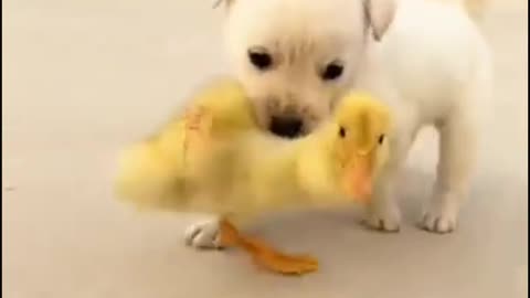 Dog cute puppy viral video #shortvedio