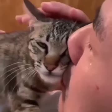 Cat Wants to Cuddle to his Warm Human Friend.