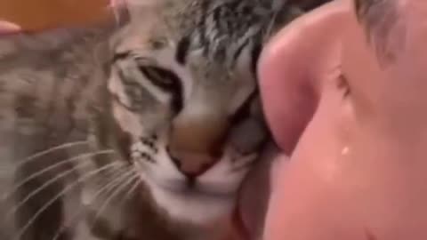 Cat Wants to Cuddle to his Warm Human Friend.