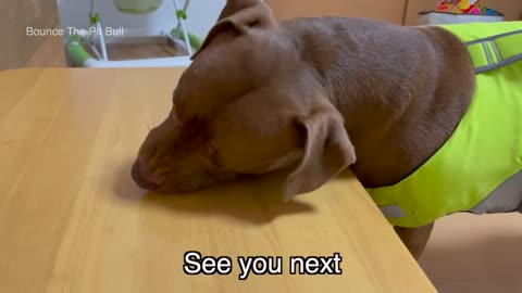 Best ASMR Dog In The World