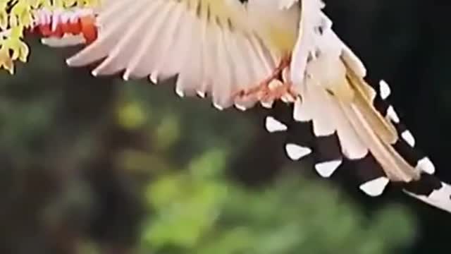 Look at the sound of this bird you will be amazed