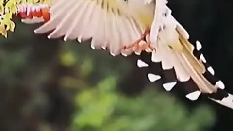 Look at the sound of this bird you will be amazed