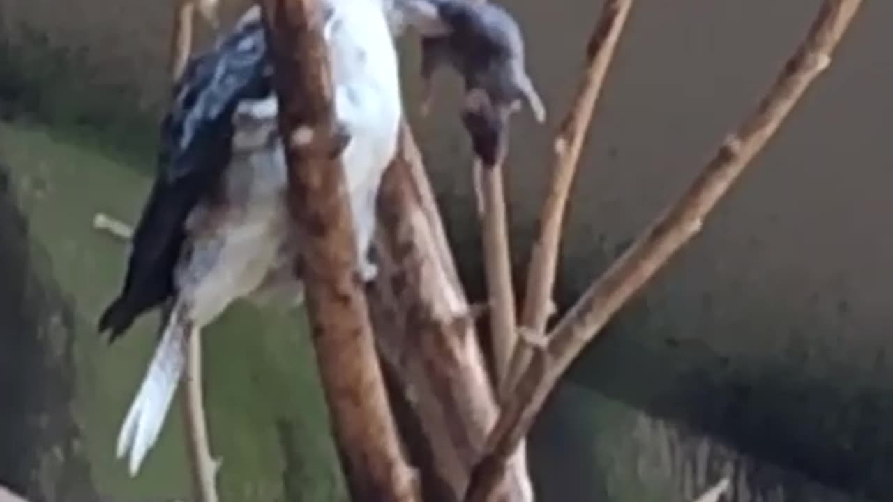 Blue jay Catches and eats mouse!