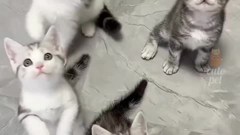 #cat