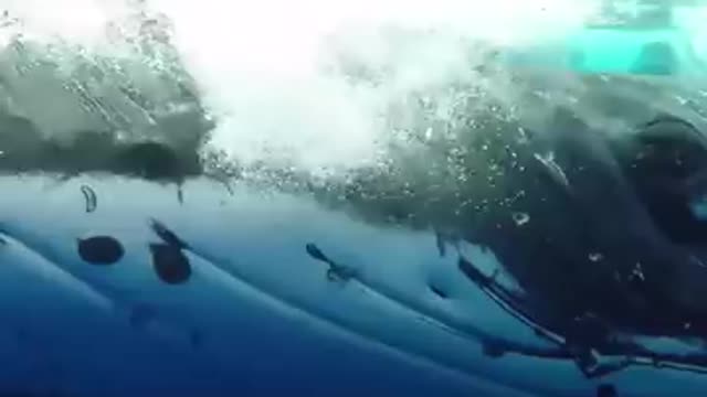 Whale Protects Diver From Shark - The Dodo_Cut