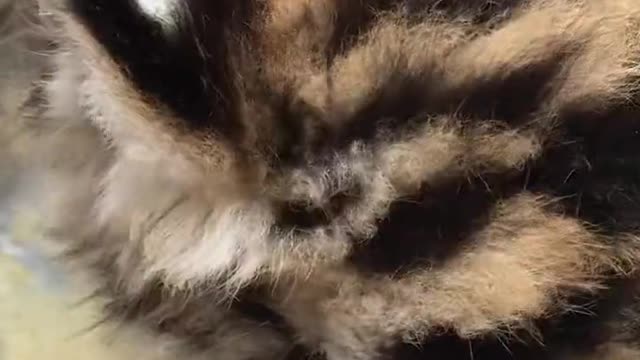 My cat