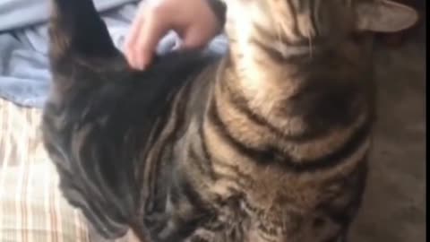 Cat Taking Affection, And Reacting In A Very Funny Way - Tiktok Cats (#Funny #Animals #438)