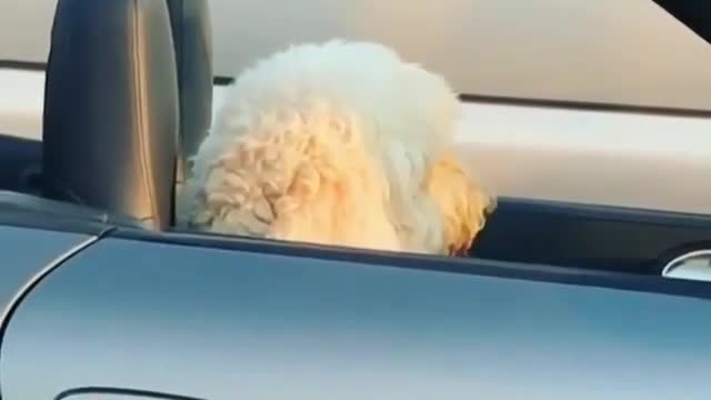 Funny animal