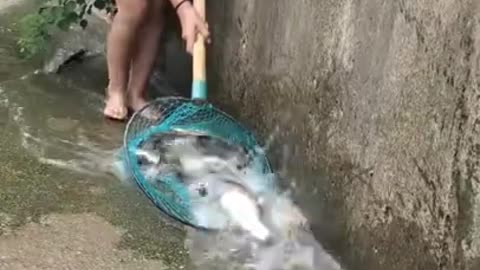 Best Fishing Video in TikTok