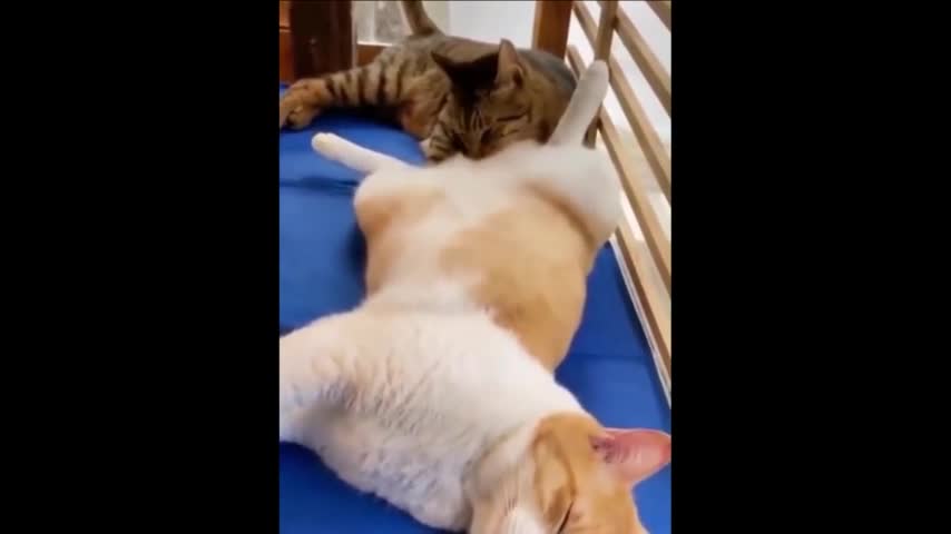 funny cat videos 8