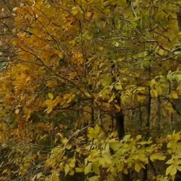 Order Seeds While You Can