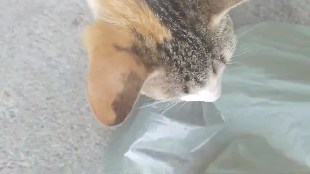 live the cats