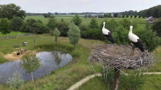 ooievaar uitvliegen Terwolde