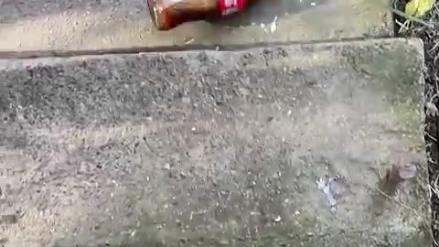 Crushing Bottles , Bottle Falling From Stairs Satisfaction Video