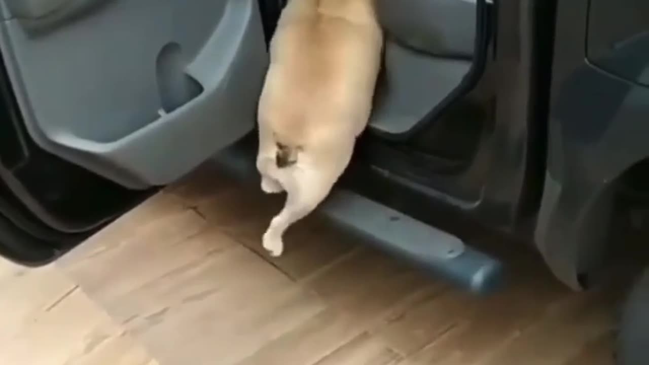 Funny animal video that make you day