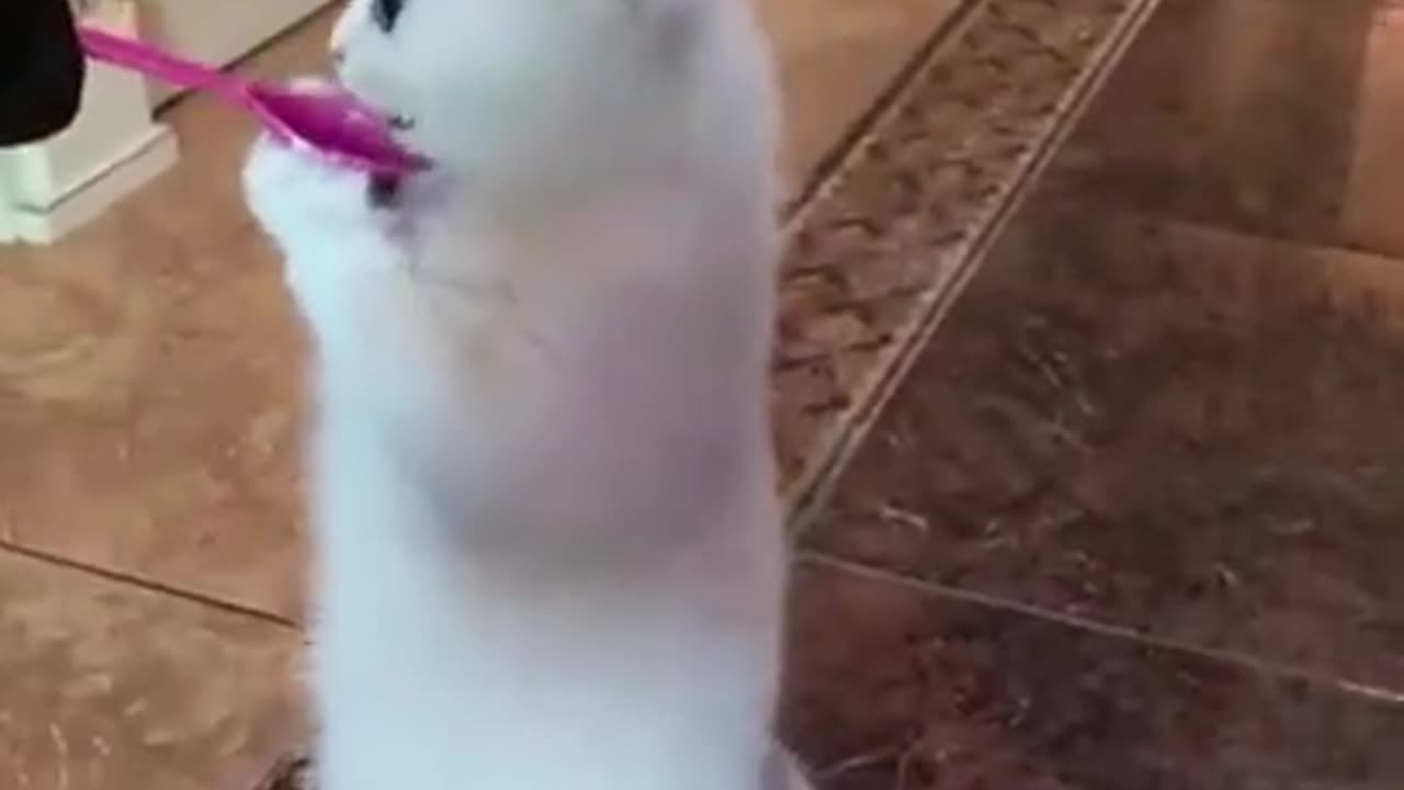 Can't Stop Laughing: The Most Viral and Entertaining Funny Animal Videos on the Web!