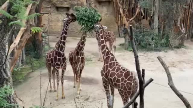 Fakt: Giraffen essen gerne Tannenbäume.