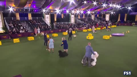 Connor, the Old English Sheepdog, wins the blue ribbon in the Herding Group FOX SPORTS