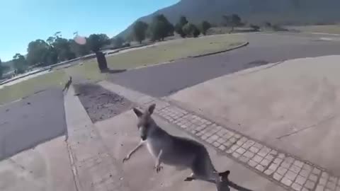 Kangaroo attacks a parachute guy landing on ground🦘🦘