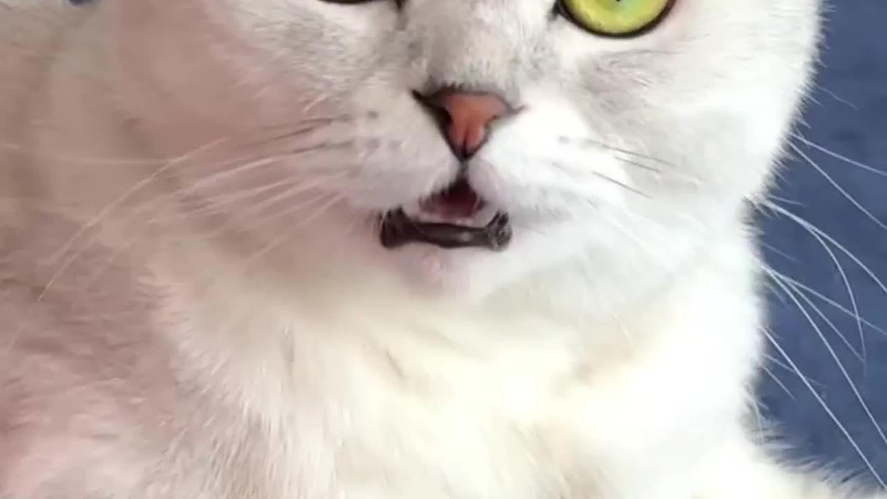 🥲🥲🥲 #cat #cats