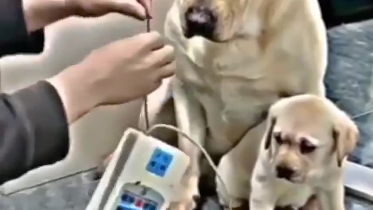 Mother Dog protect her little one | Emotional | Heart Touching | Mother Love